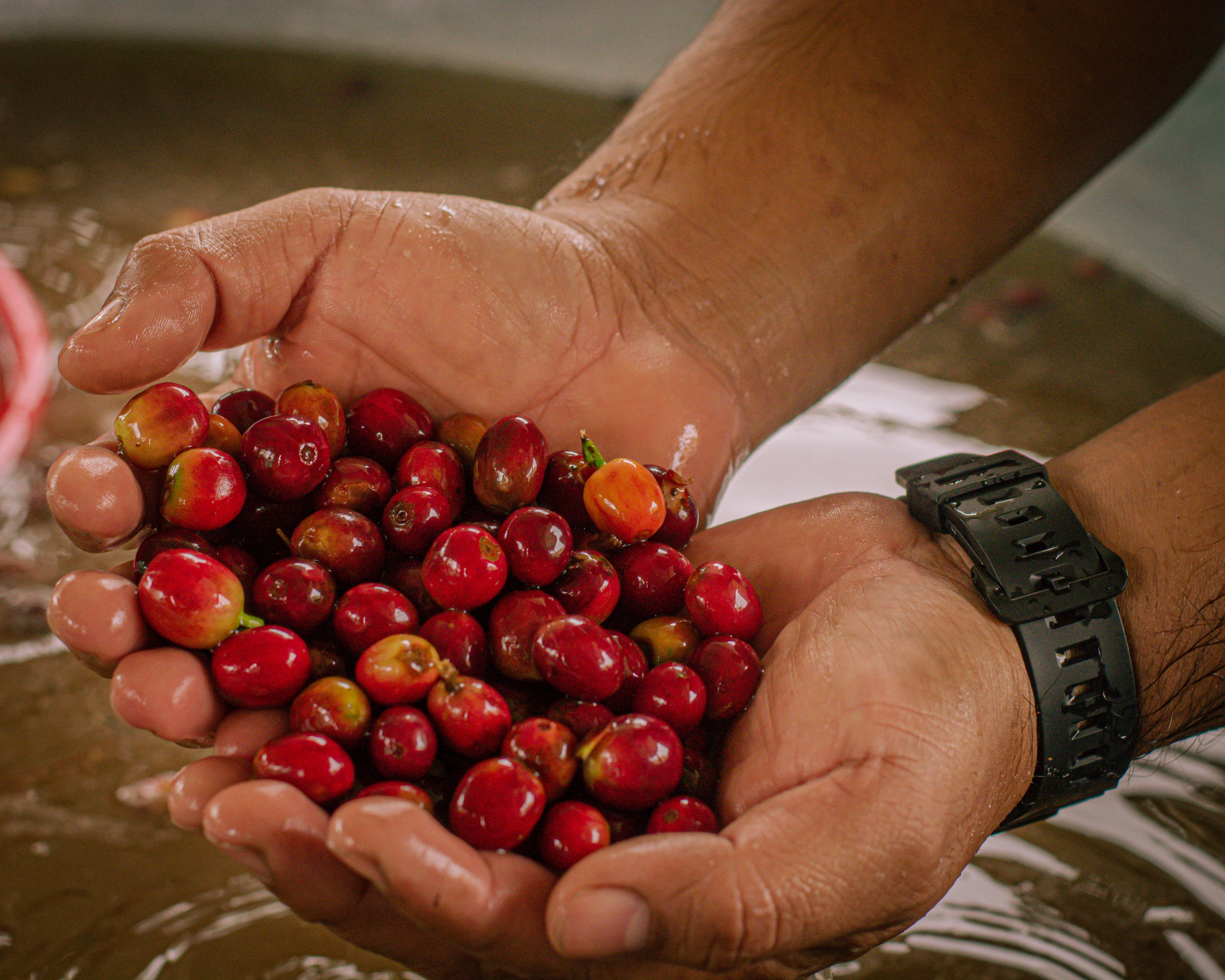 Geisha coffee
